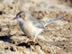 Common Babbler (Turdoides caudatus) 