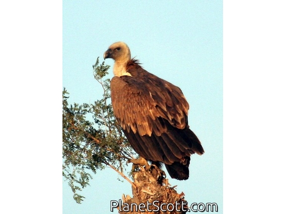 Eurasian Griffon (Gyps fulvus)