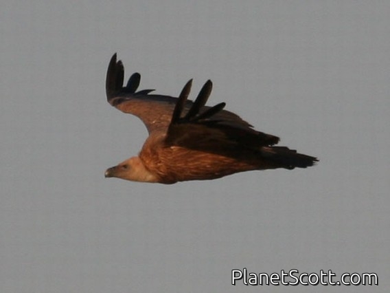 Eurasian Griffon (Gyps fulvus)