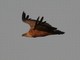 Eurasian Griffon (Gyps fulvus) 