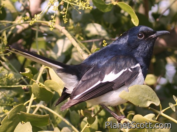 Oriental Magpie-Robin (Copsychus saularis)