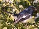 Oriental Magpie-Robin (Copsychus saularis)