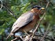 Brahminy Starling (Sturnia pagodarum) 