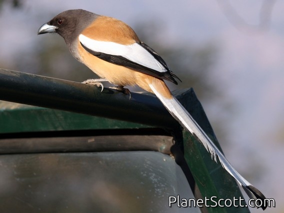 Rufous Treepie (Dendrocitta vagabunda)