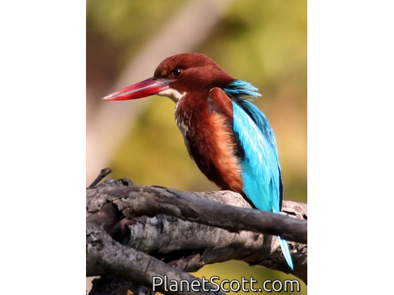 White-throated Kingfisher (Halcyon smyrnensis)