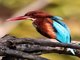 White-throated Kingfisher (Halcyon smyrnensis)