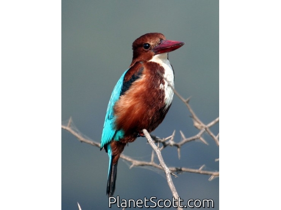 White-throated Kingfisher (Halcyon smyrnensis)