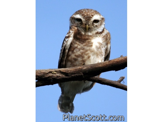 Spotted Owlet (Athene brama)