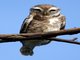 Spotted Owlet (Athene brama)