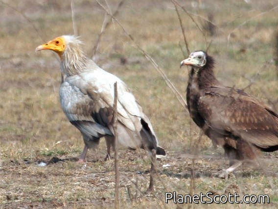 Egyptian Vulture (Neophron percnopterus)