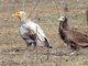 Egyptian Vulture (Neophron percnopterus) 