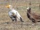 Egyptian Vulture (Neophron percnopterus)