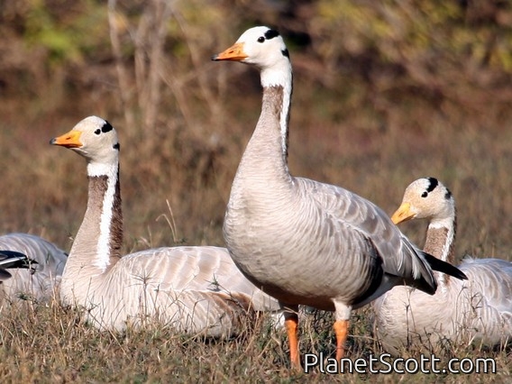 Bar-headed Goose (Anser indicus)