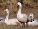 Bar-headed Goose (Anser indicus) 