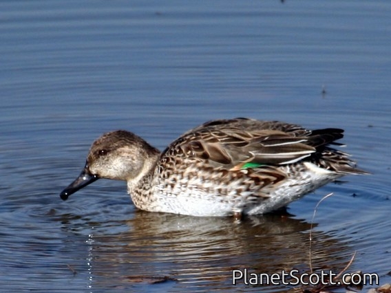 Common Teal (Anas crecca) Female