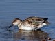 Common Teal (Anas crecca) Female