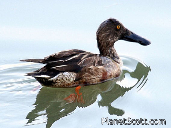 Northern Shoveler (Spatula clypeata)