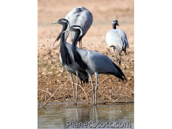Demoiselle Crane (Grus virgo)