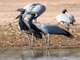 Demoiselle Crane (Grus virgo)