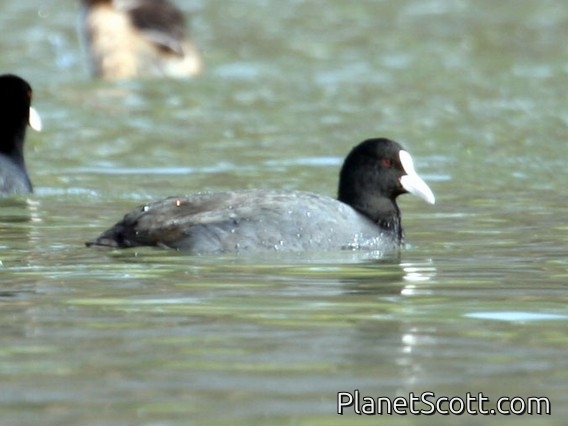 Common Coot (Fulica atra)