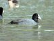 Common Coot (Fulica atra)