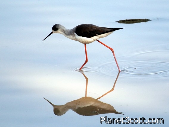 Black-winged Stilt (Himantopus himantopus)