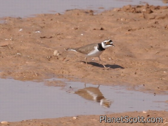 Little Ringed Plover (Charadrius dubius) 