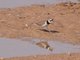 Little Ringed Plover (Charadrius dubius) 