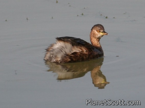Little Grebe (Tachybaptus ruficollis) 