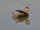 Little Grebe (Tachybaptus ruficollis) 