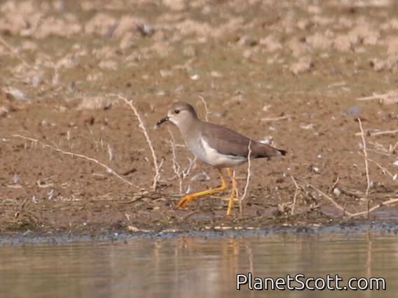 White-tailed Lapwing (Vanellus leucurus)
