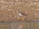 White-tailed Lapwing (Vanellus leucurus) 