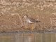 White-tailed Lapwing (Vanellus leucurus)