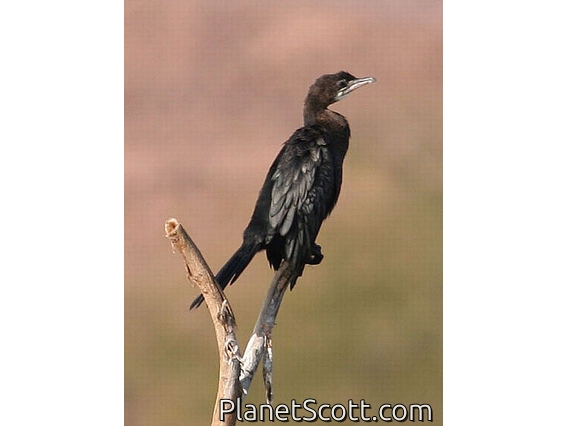 Little Cormorant (Microcarbo niger) 