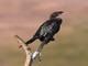 Little Cormorant (Microcarbo niger) 