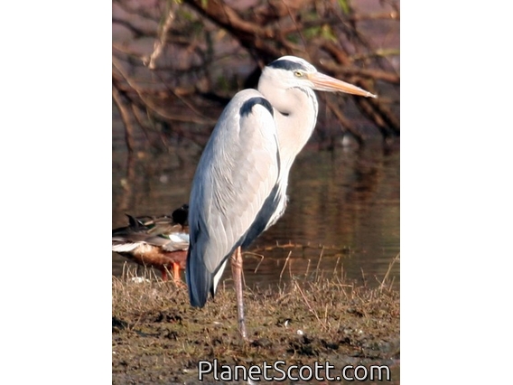 Grey Heron (Ardea cinerea)