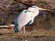 Grey Heron (Ardea cinerea) 