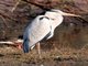 Grey Heron (Ardea cinerea)