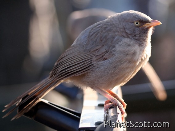 Jungle Babbler (Turdoides striatus) 
