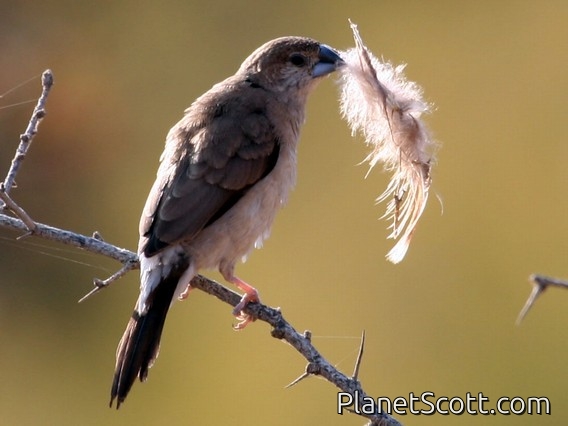 White-throated Munia (Lonchura malabarica) 