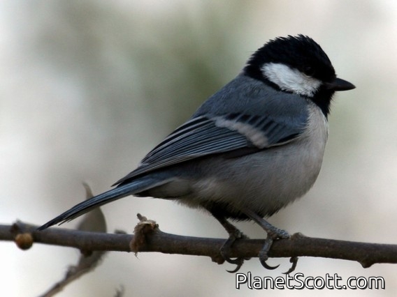 Cinereous Tit (Parus cinereus) 