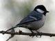 Cinereous Tit (Parus cinereus) 
