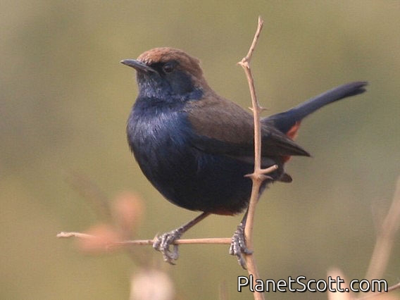 Indian Robin (Copsychus fulicatus) Male