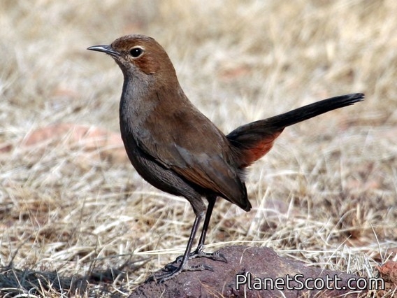 Indian Robin (Copsychus fulicatus) Female