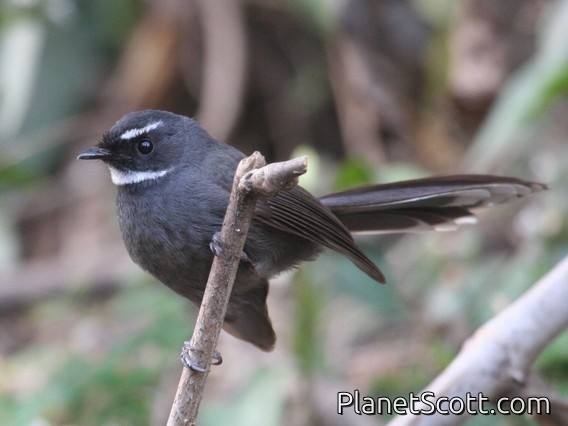 White-throated Fantail (Rhipidura albicollis)