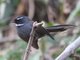 White-throated Fantail (Rhipidura albicollis)