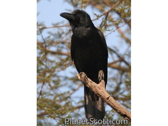 Large-billed Crow (Corvus macrorhynchos)