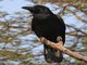 Large-billed Crow (Corvus macrorhynchos)