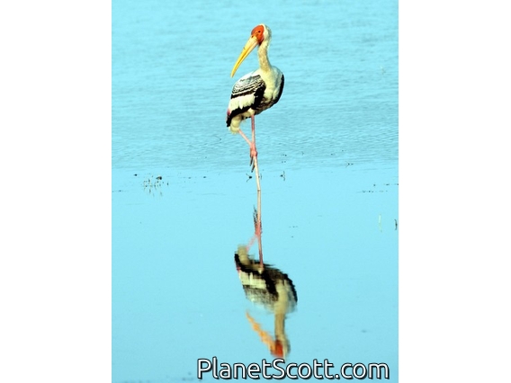 Painted Stork (Mycteria leucocephala)