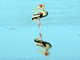 Painted Stork (Mycteria leucocephala) 